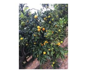 Fruta - Verdura