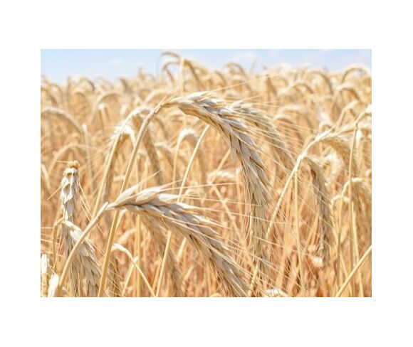 (البيربي) triticale